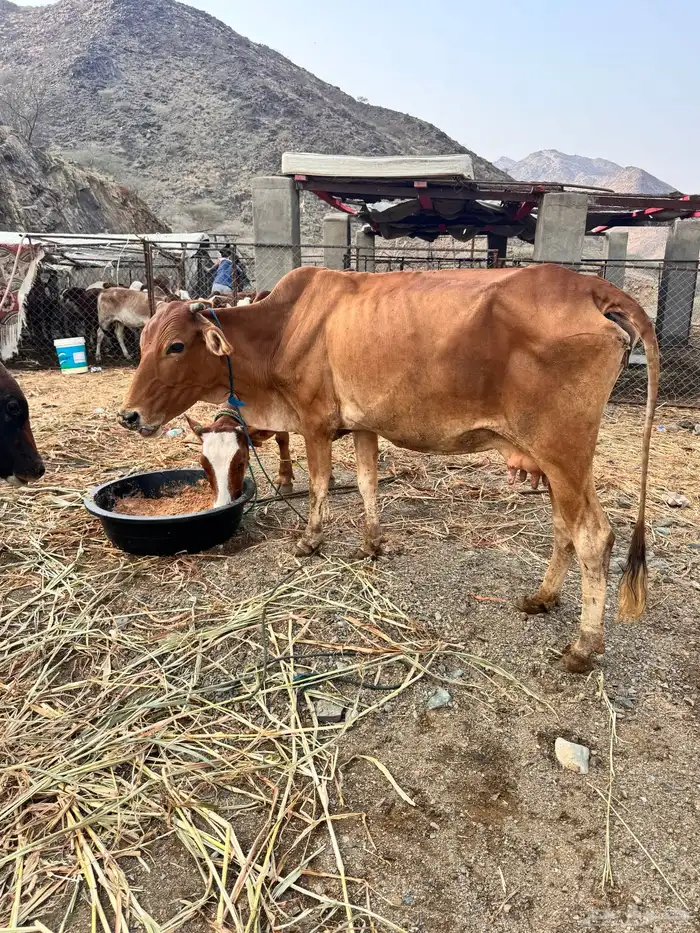 للبيع بقره والد تحتها ذكر مشروطه من كل شي تم البيع 4