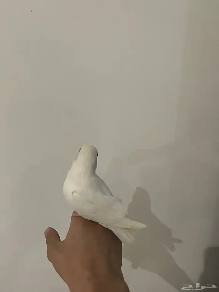 طير روز ألبينو أبيض صافي   ا 0