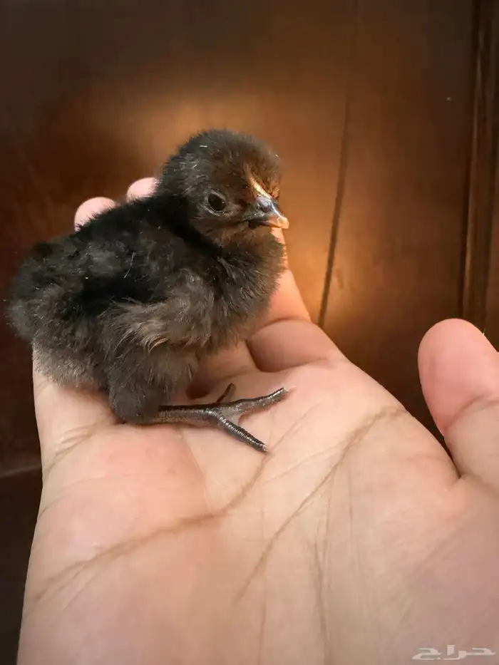 صوص دجاج صغير للبيع 14