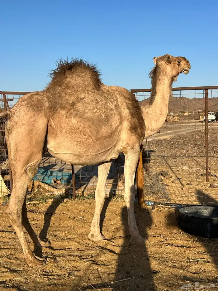 لقحه ملاقي تملى السطل ب 7500 تم البيع 5