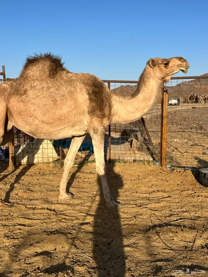 لقحه ملاقي تملى السطل ب 7500 تم البيع 8