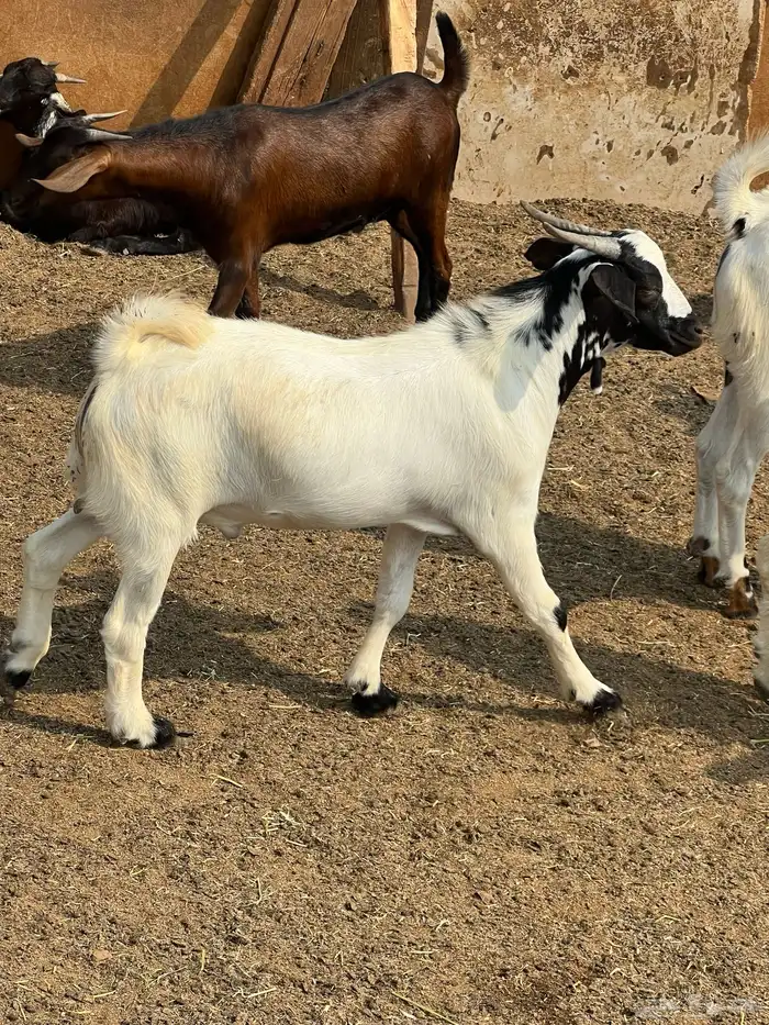 تيوس بلديه ع الشرط فل شحم تابي وتمارا 1