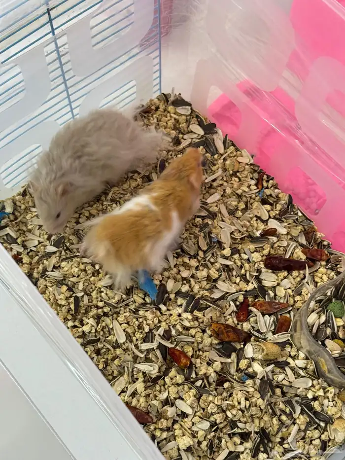 زوج هامستر 3