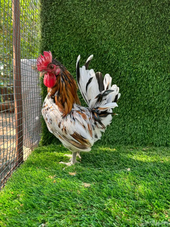 للبيع دجاج ماكنتوش 1