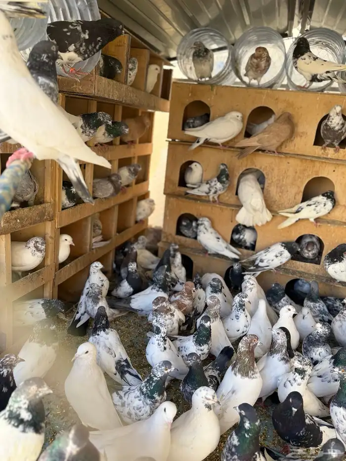 حمام بكستانية توب 5