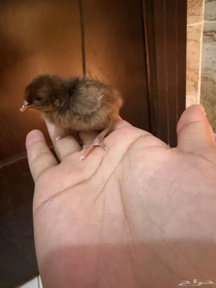 صوص دجاج صغير للبيع 7