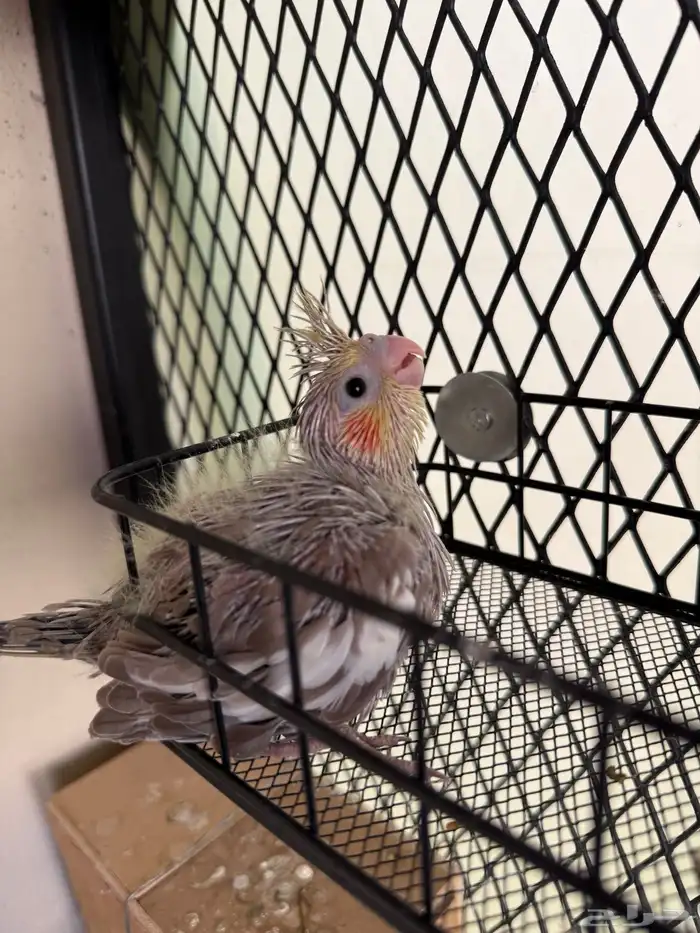 للبيع فروخ كروان 2