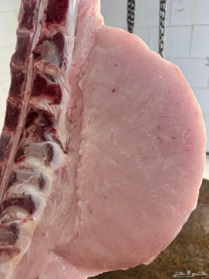 لباني شرط وتحدي عمره(7)شهر 1