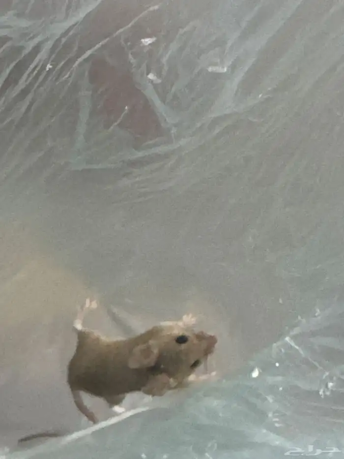 فار حي للبيع 0