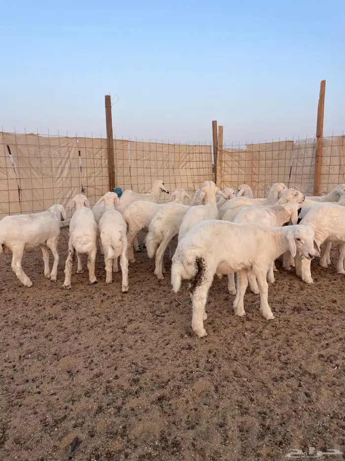 بهم تربيه للبيع 1