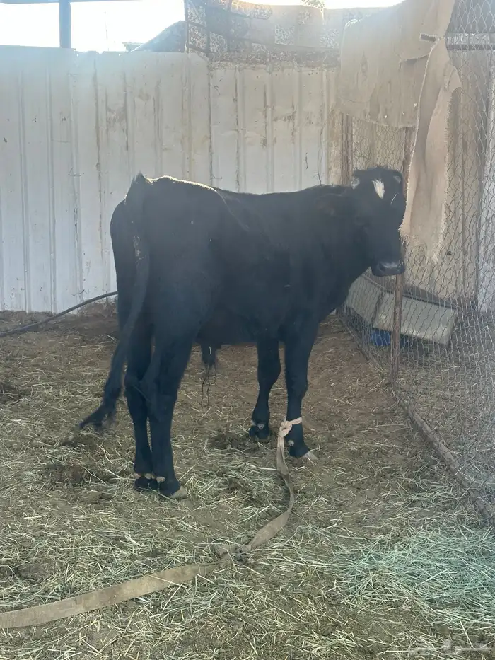 عجل عمره عشره تقريبا 0