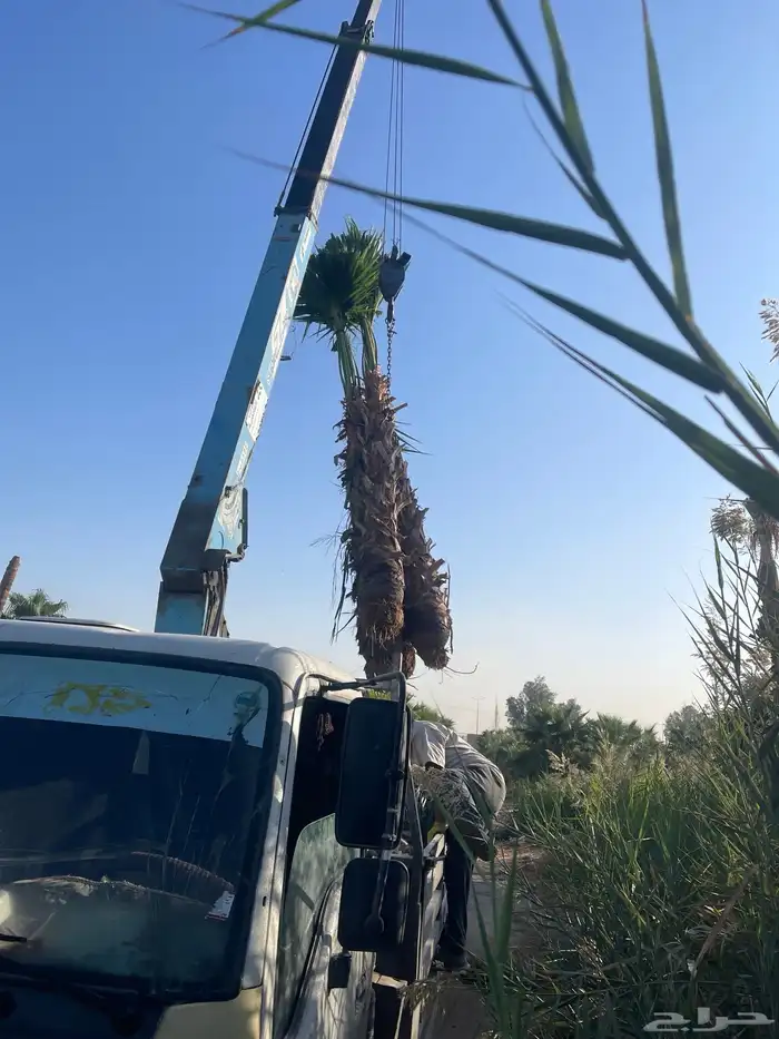 نخيل واشنطونيا للبيع 7