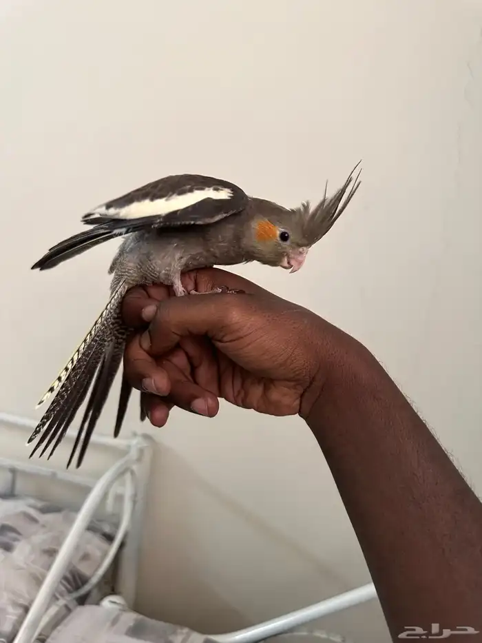 كروان العمر شهرين 5