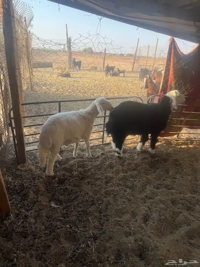 خرفان نجدي وحري 0