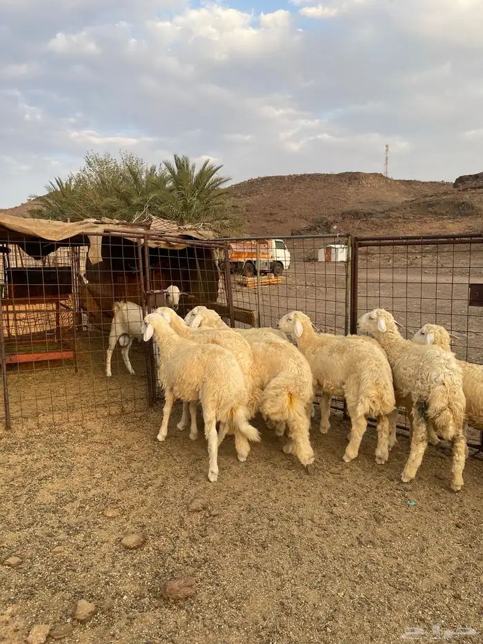 للبيع طليان حريه 0