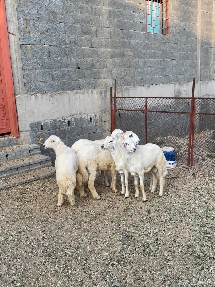 طليان للبيع ف بلقرن 5