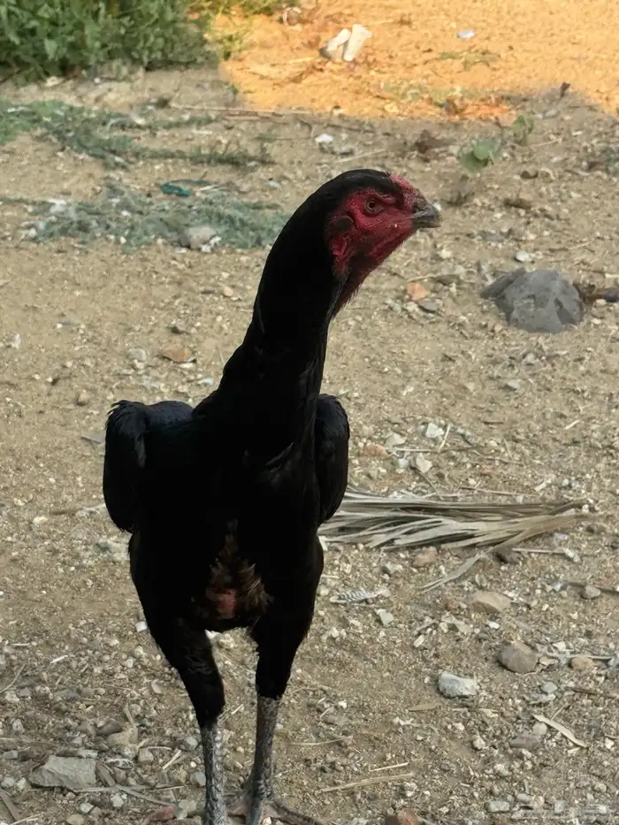 دجاجه شامو الماني 12