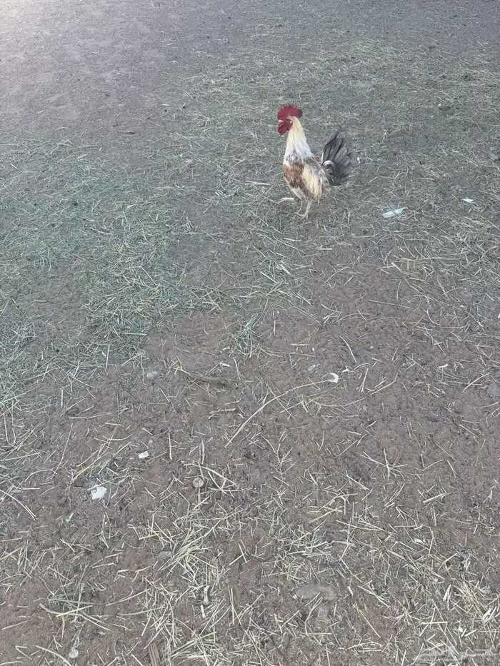 البيع اديك عليه سوم 0