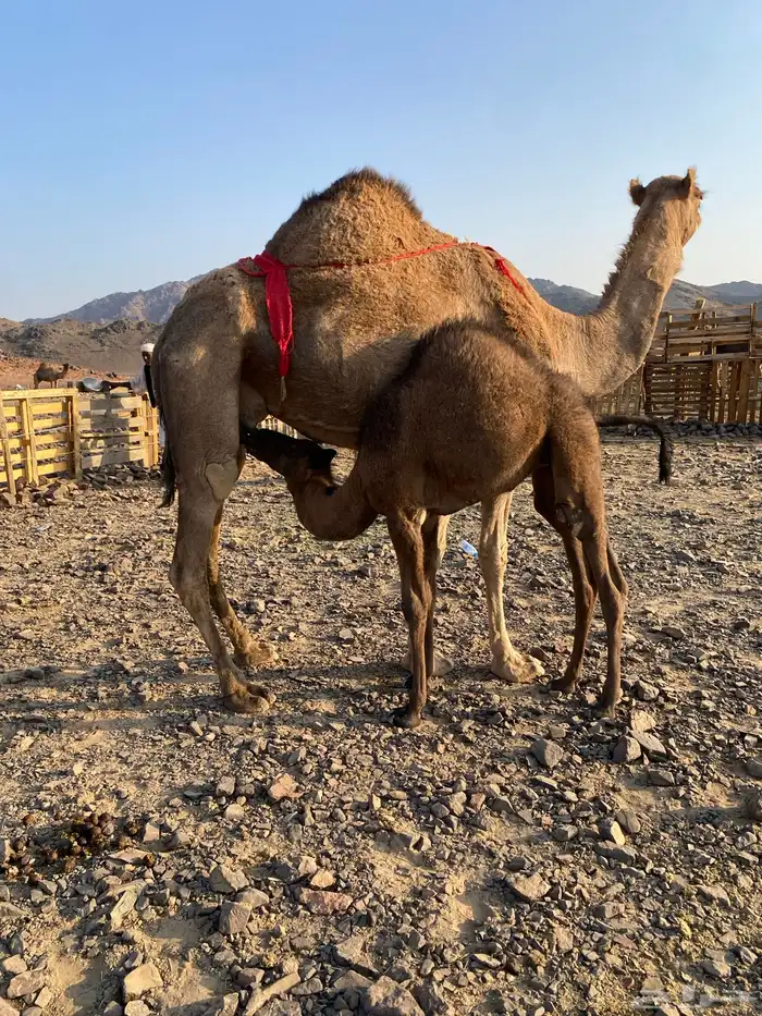 خلفه حمراء ساحليه مصغر منيحه رقم واحد الحد11800 1