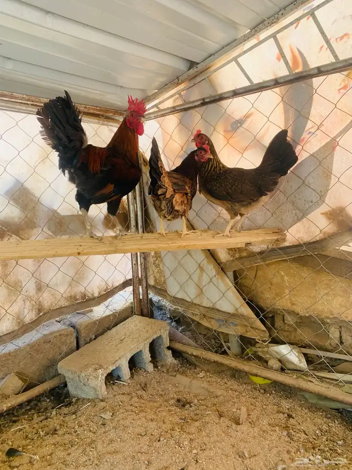 ديكين واربع دجاج عربي 1