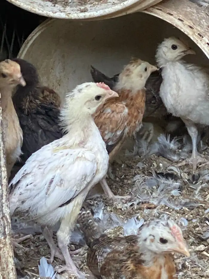 صوص دجاج بلدي 1