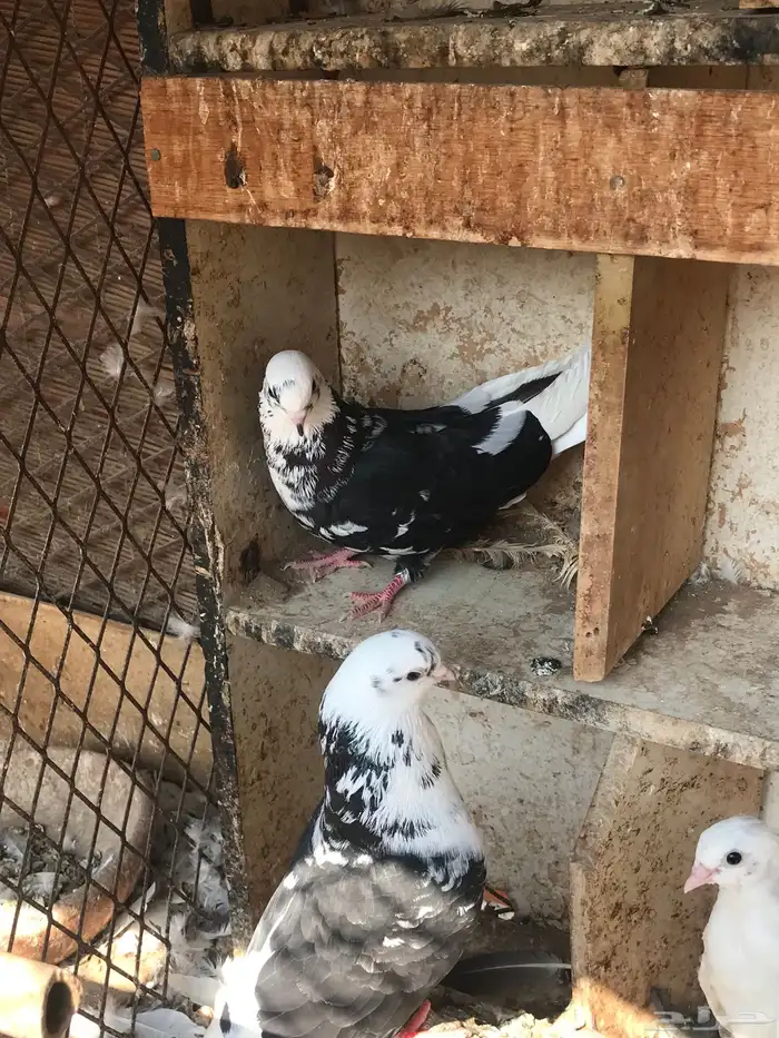 حمام قطايف زوجين للبيع مستعجل 0