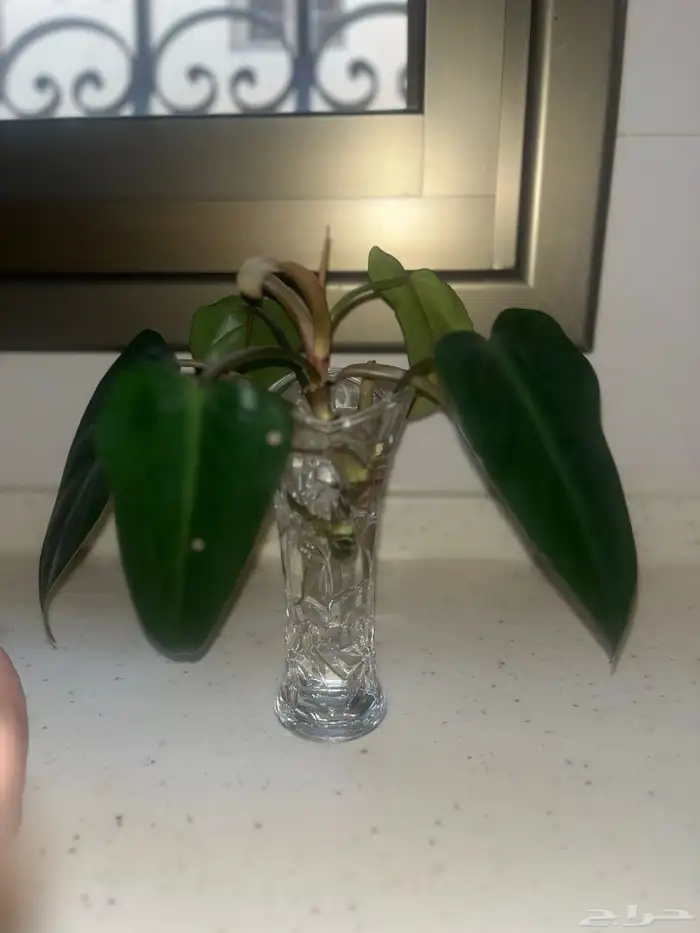 زرع منزلي داخلي بأسعار منافسة 0