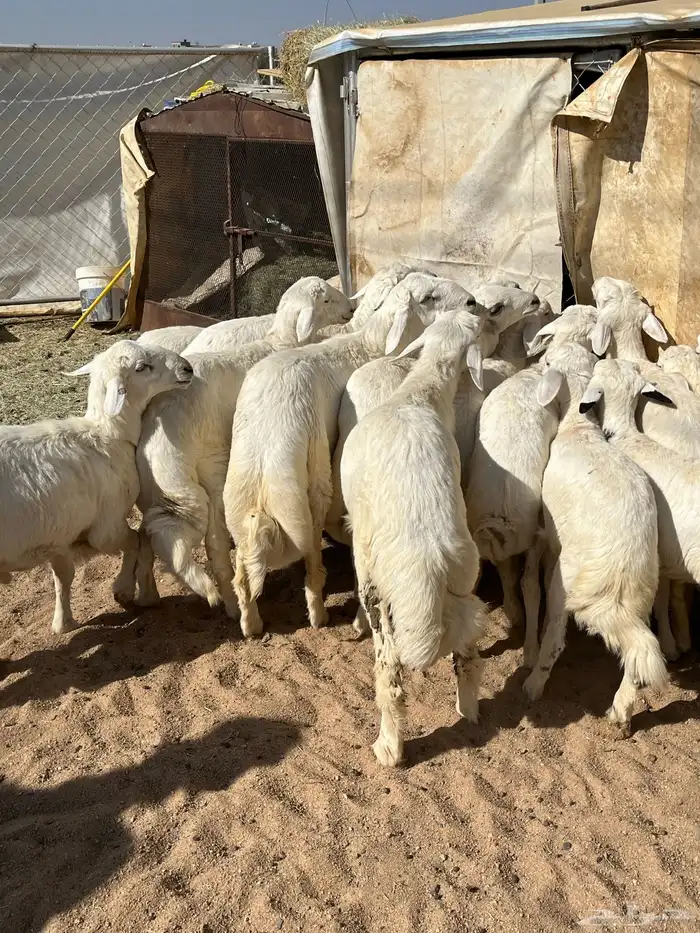 بهم فواخر تم البيع 0