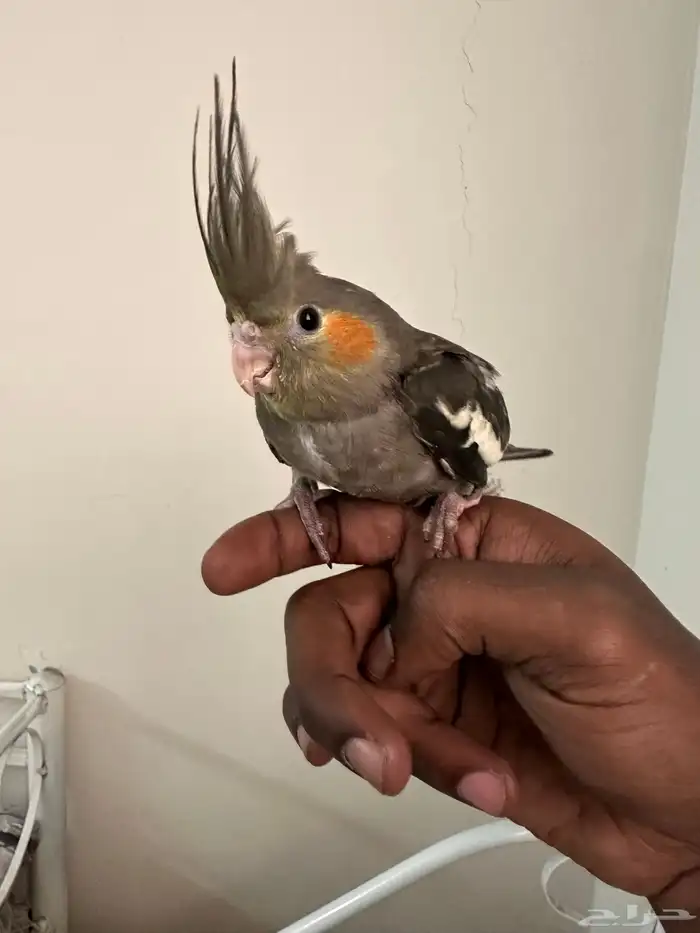 كروان العمر شهرين 0