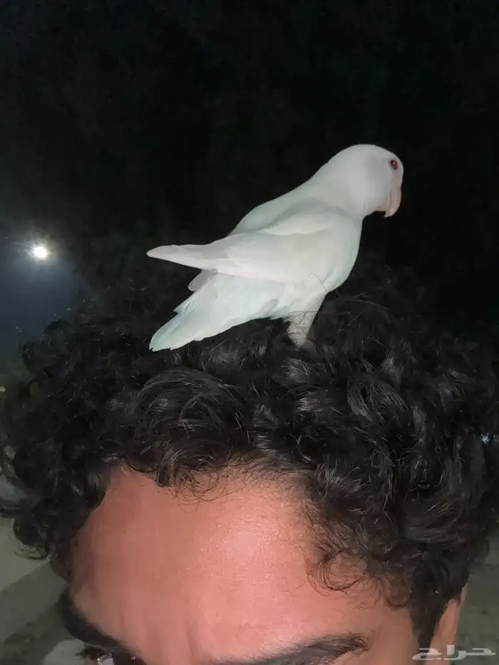 طير روز اليف هدد خارجي بس يبيله أعاده تدريب اللون البينو 5