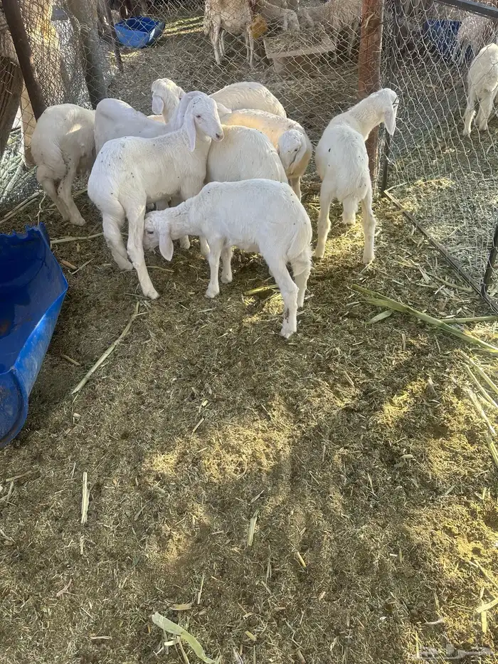 طليان للبيع 9 موقعها برك جنوب الحوطه 1