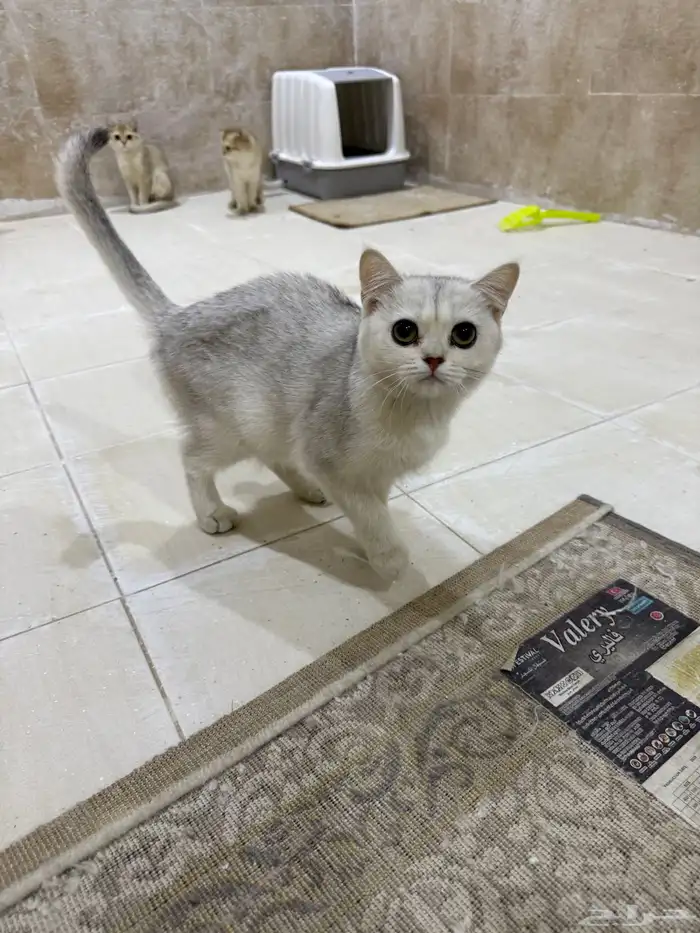 قطط سكوتش بيور قطه 3