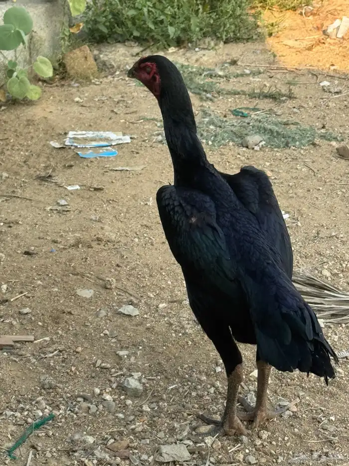 دجاجه شامو الماني 6