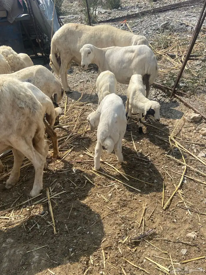 ضان مناتيج مع الفحل 0