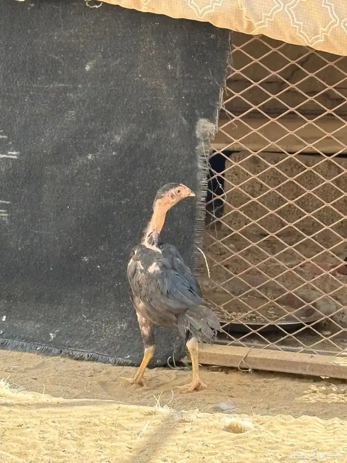 فرخ شامو الماني 0