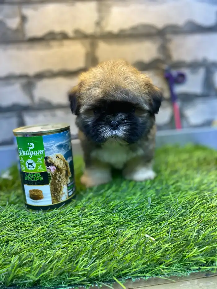 للبيع جراوي شيتزو تي كاب 5