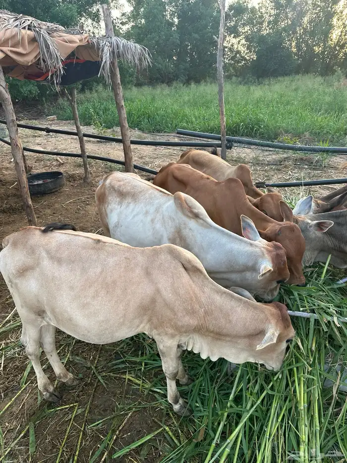 8 عجول و1 خبشه 0