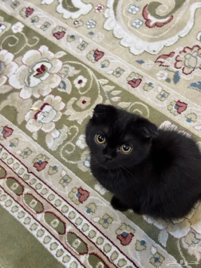 قط للبيع السعر قابل للتفارض 0