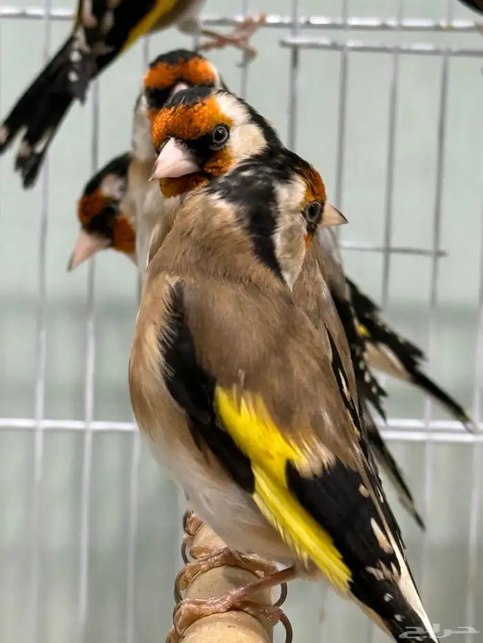 حسون سوري تربية اقفاص 2