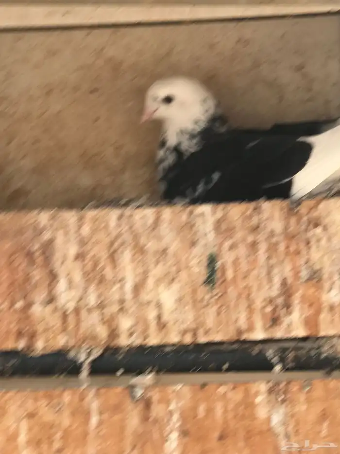 حمام قطايف زوجين للبيع مستعجل 3