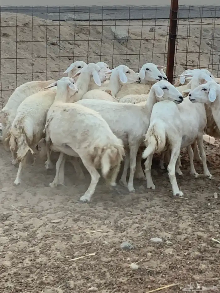 للبيع رخال حريات مقاني 0