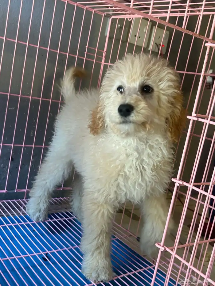 كلاب بودل XL كلاب جميله ولعوبه 2