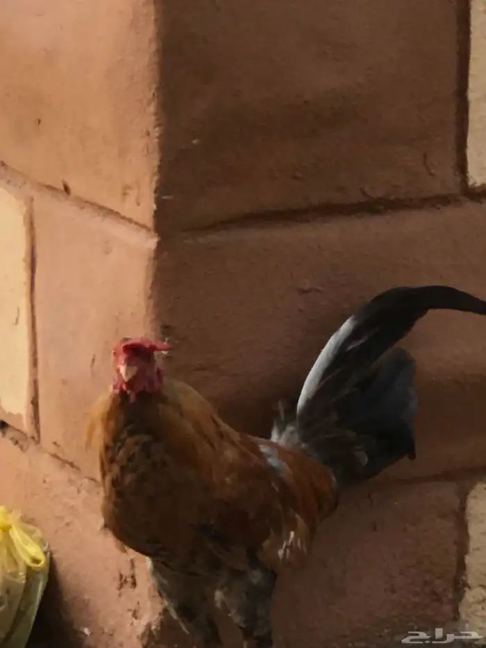 دجاجه صحه 100 الديوكه صحه100 11