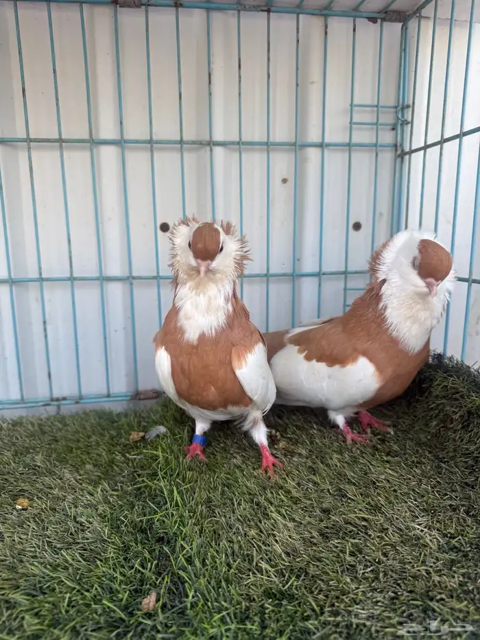 زوج بلغاري عبسي 3