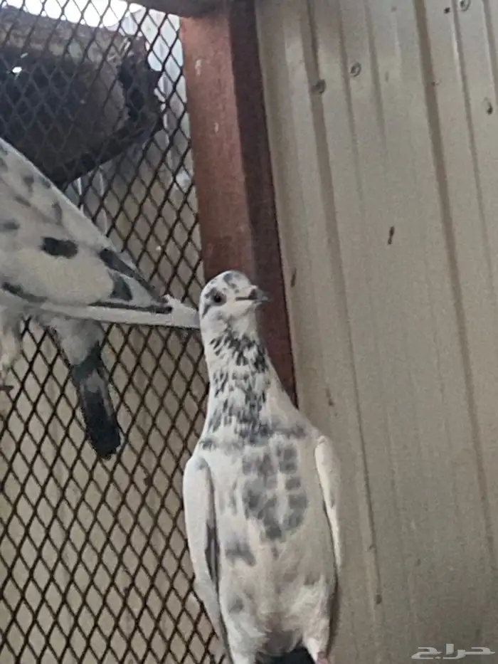 السلام عليكم اعرض لكم زوج باكستاني و زوج زاجل وعلى السوم 3