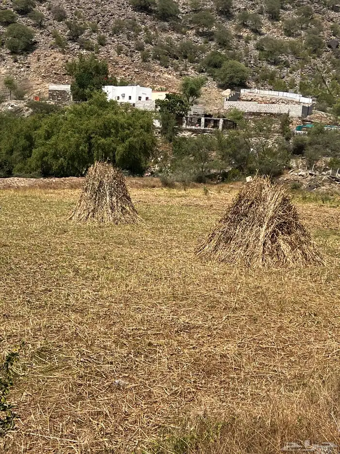 قصب للبيع 5 مزاويم كل مزوام فيه 100 ربطه 2