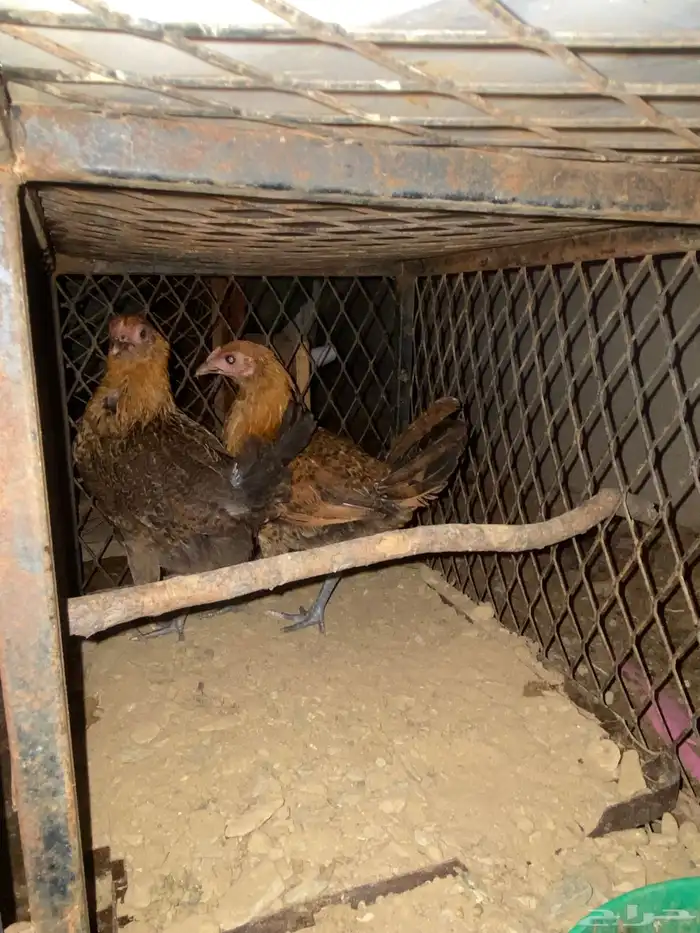 دجاج للبيع 3