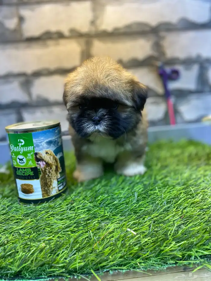 للبيع جراوي شيتزو تي كاب 8