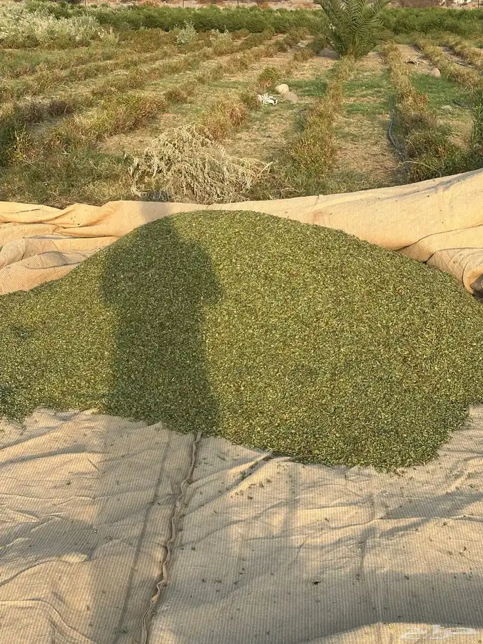 حناء وسدر 15