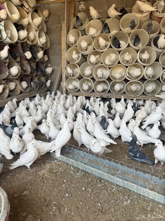 موجود حمام فرنسي سوبر جامبو 1